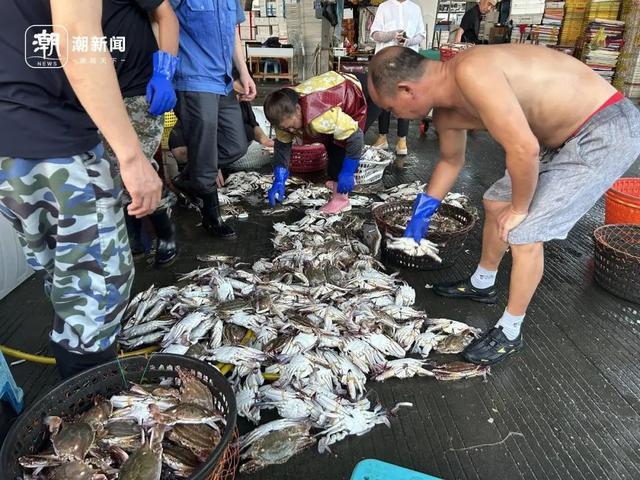 关部门预计：梭子蟹价格可能还会再跌开元棋牌价格大跳水很多人爱吃！相(图5)